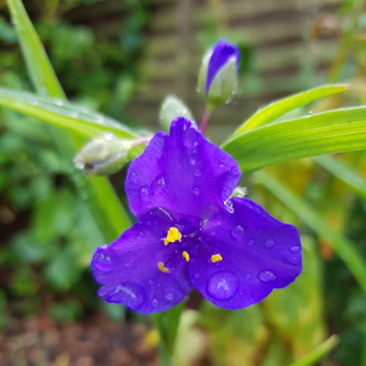 Plant image Tradescantia (Andersoniana Group) 'Sweet Kate'