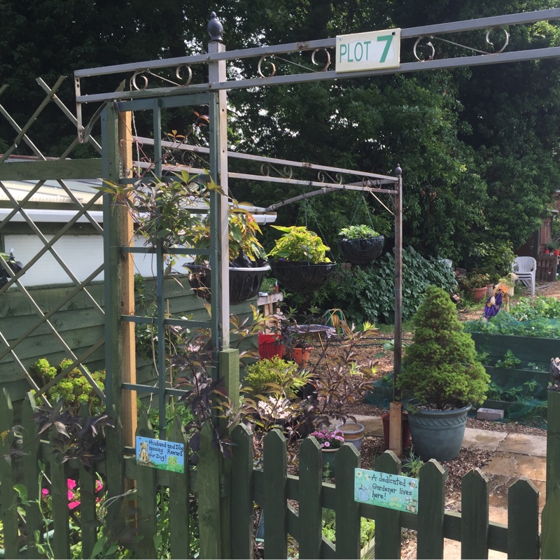 Alan's garden