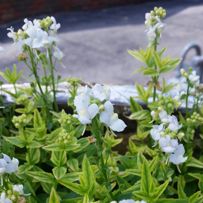 Cam's garden