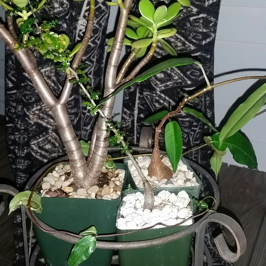 Cam's garden