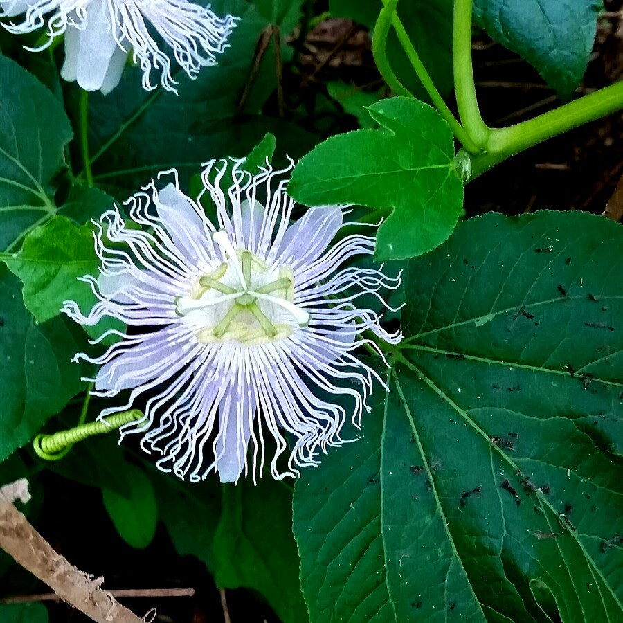 Cam's garden