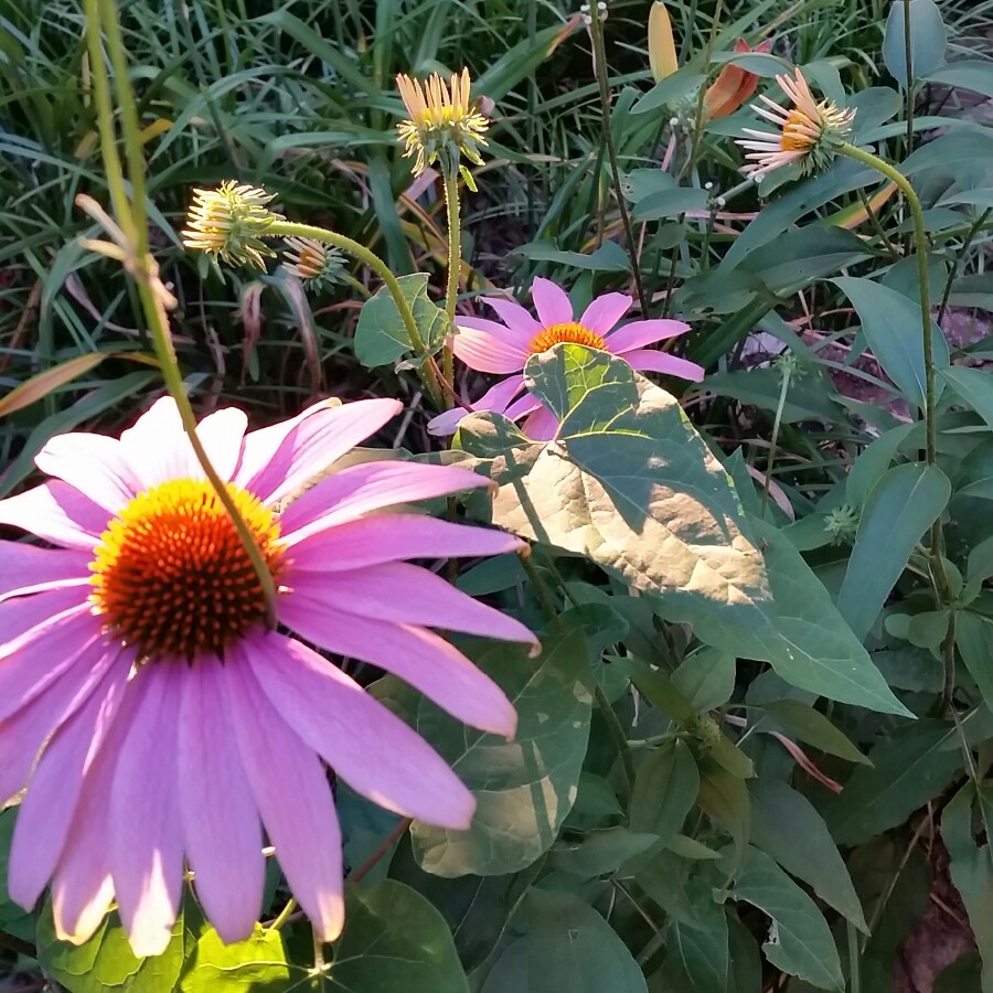 Cam's garden