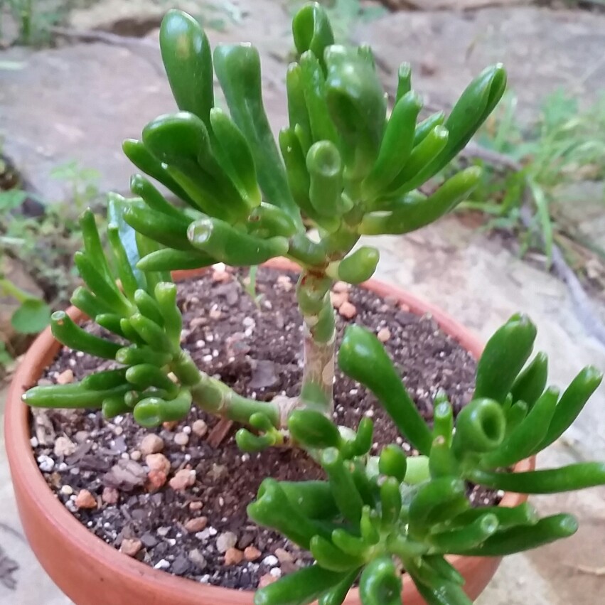 Cam's garden