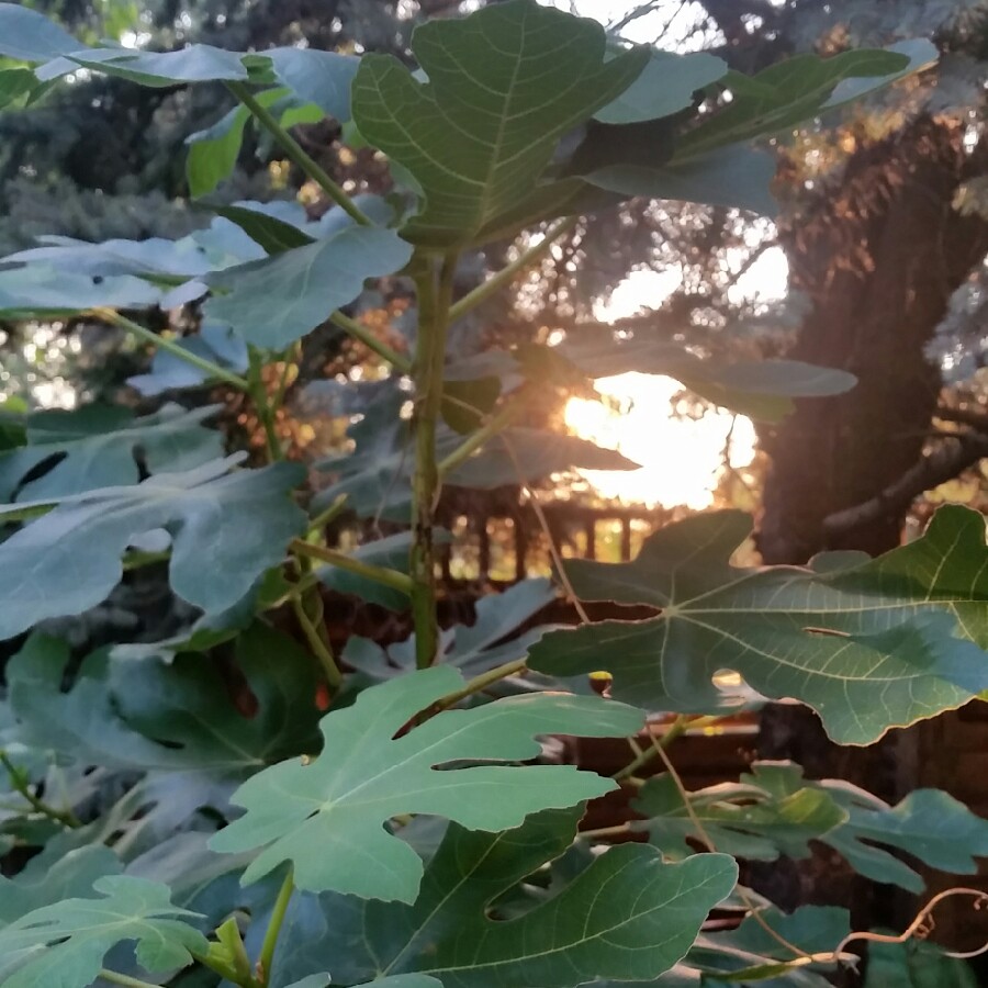 Cam's garden