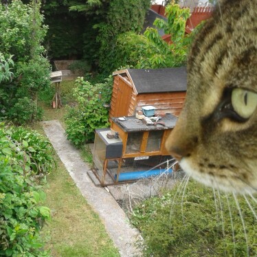 Jacky's garden