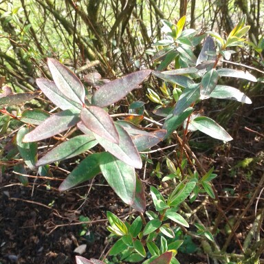 Spiraea