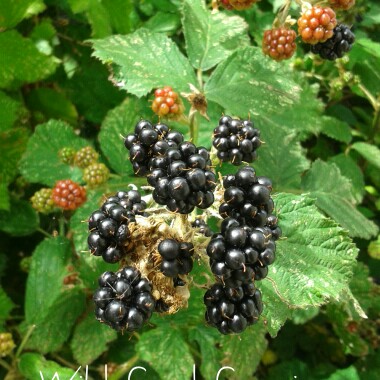 Blackberry