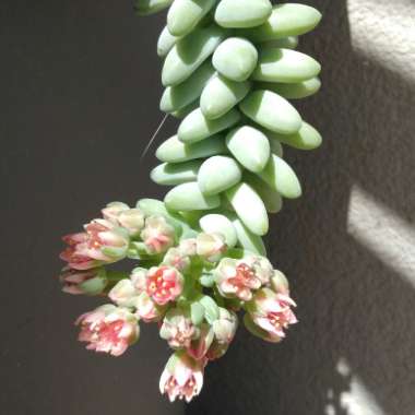 Sedum Burrito
