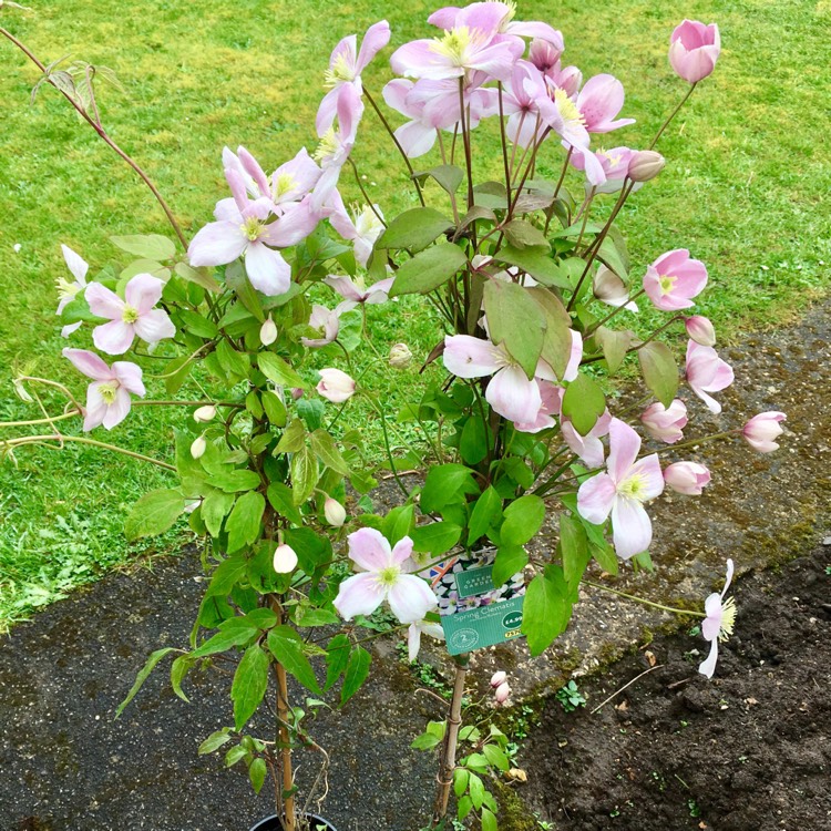 plant image 350753