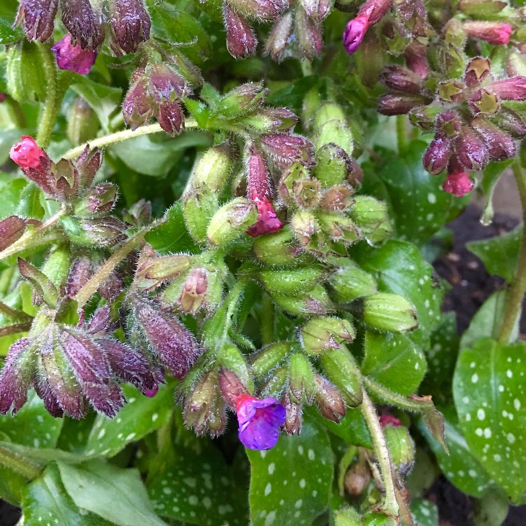 Plant image Pulmonaria saccharata