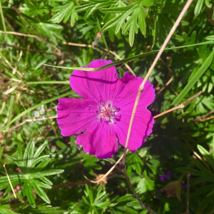 plant image 375441 plant image 375441