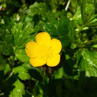 Ranunculus repens