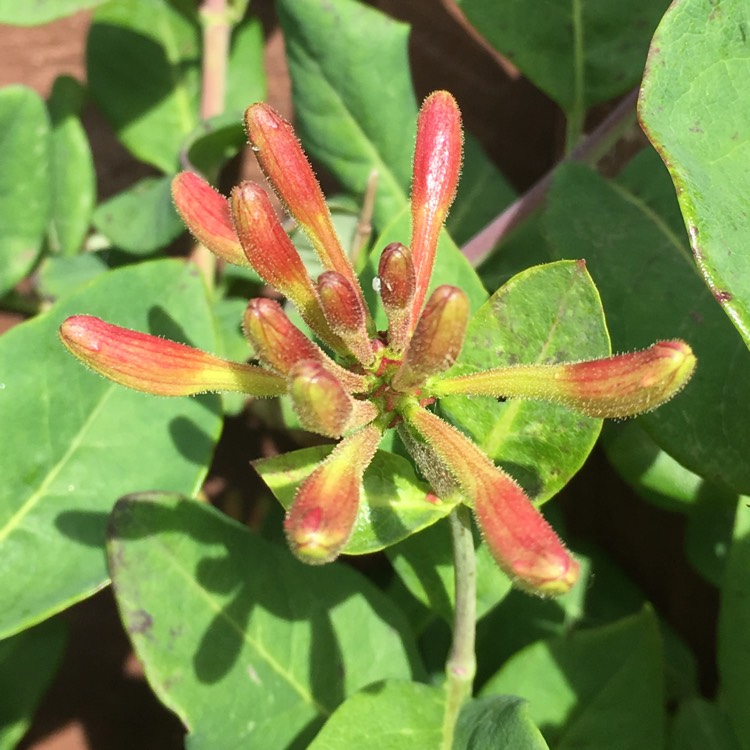 Plant image Lonicera japonica 'Hall's Prolific'