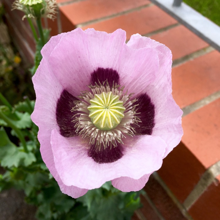 plant image 440944 plant image 440944