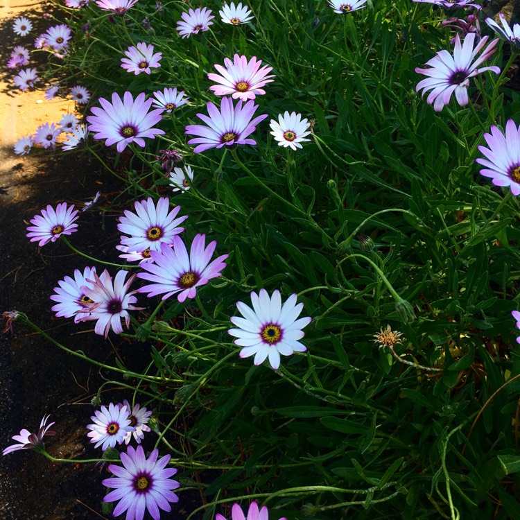 Plant image Osteospermum 'White Pink Blush'