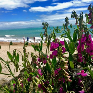 Lathyrus latifolius