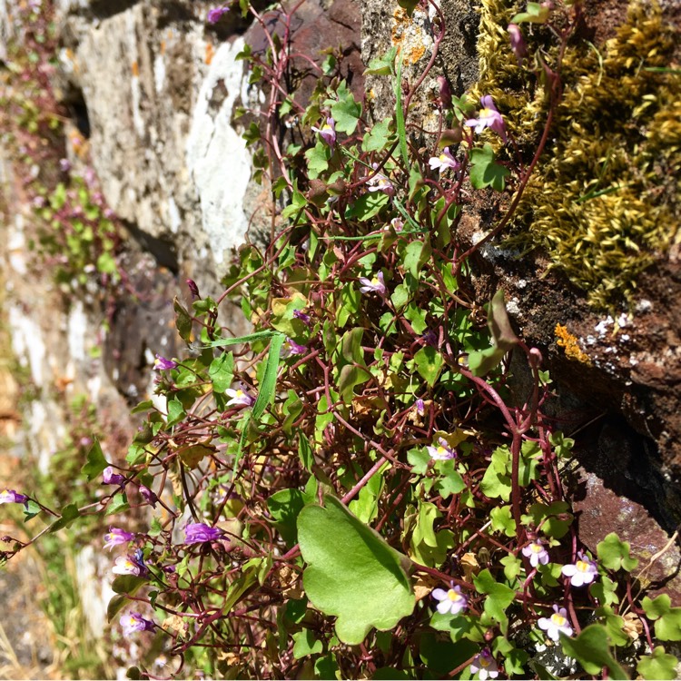 Plant image Cymbalaria Muralis syn. Antirrhinum cymbalaria ; Linaria cymbalaria