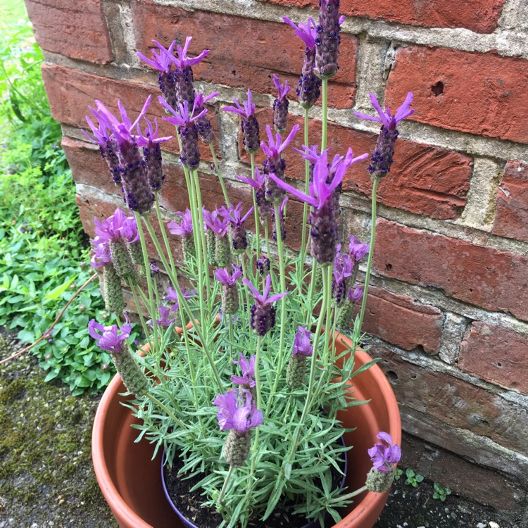 Plant image Lavandula pedunculata subsp. lusitanica 'Lusi Purple'
