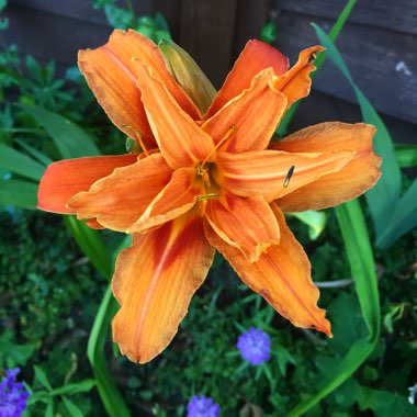 Hemerocallis fulva