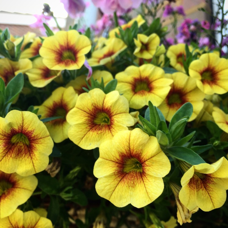 plant image 476284