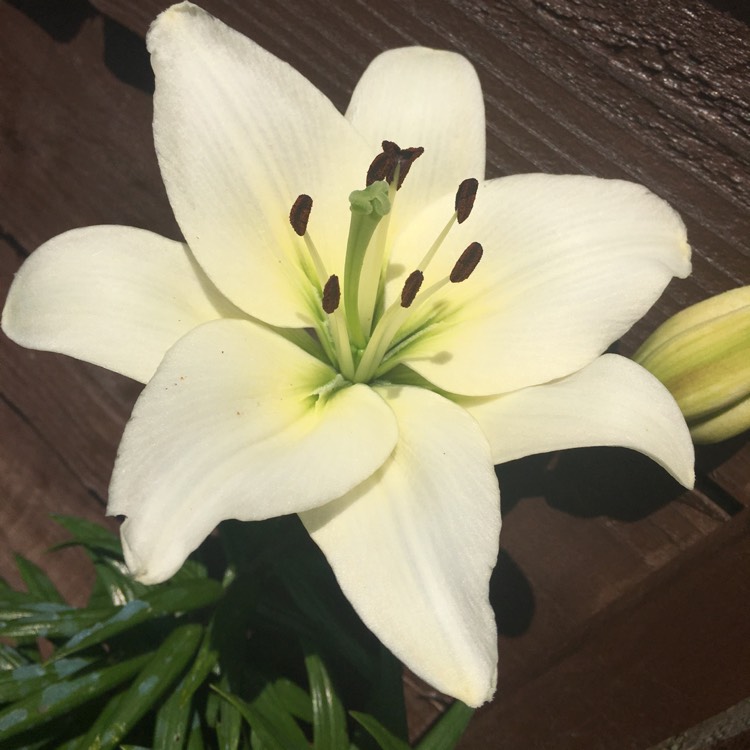 plant image 476290