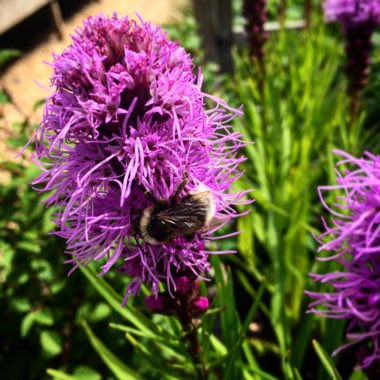 Liatris spicata