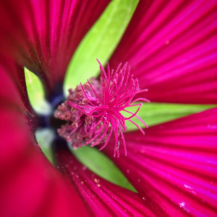 Plant image Malva sylvestris 'Mauritiana'