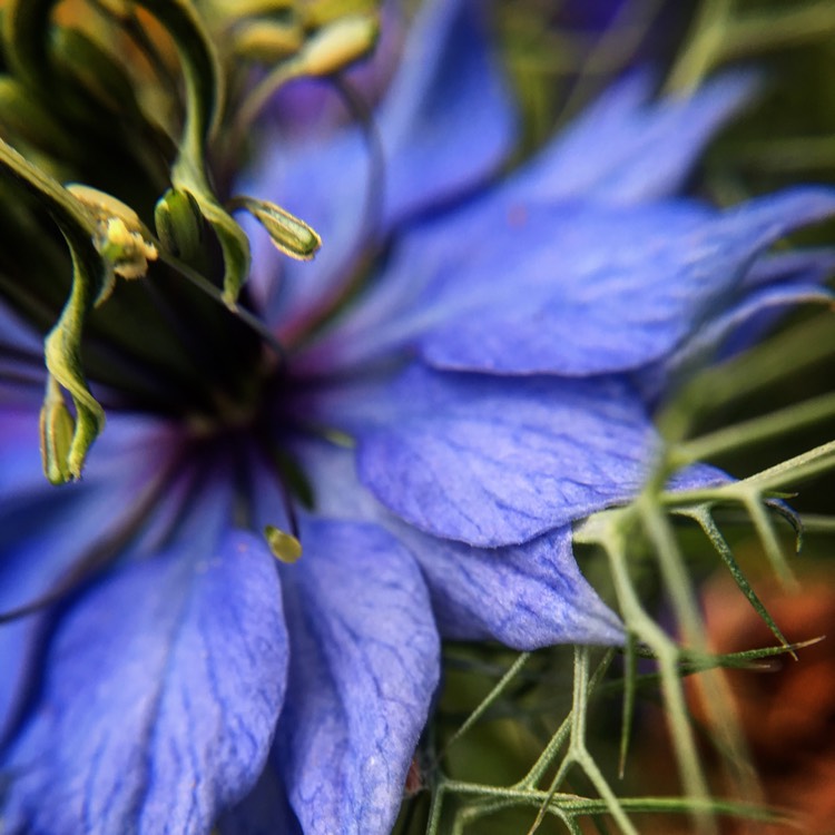 plant image 484392