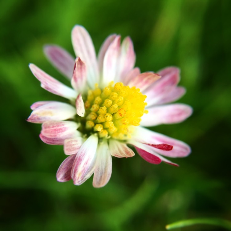 Plant image Bellis perennis
