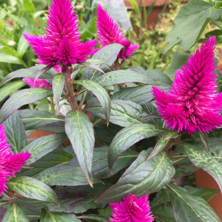 Plant image Celosia argentea (Spicata Group) 'Spiky Purple'