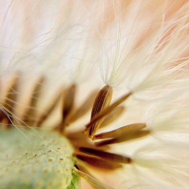 Taraxacum officinale