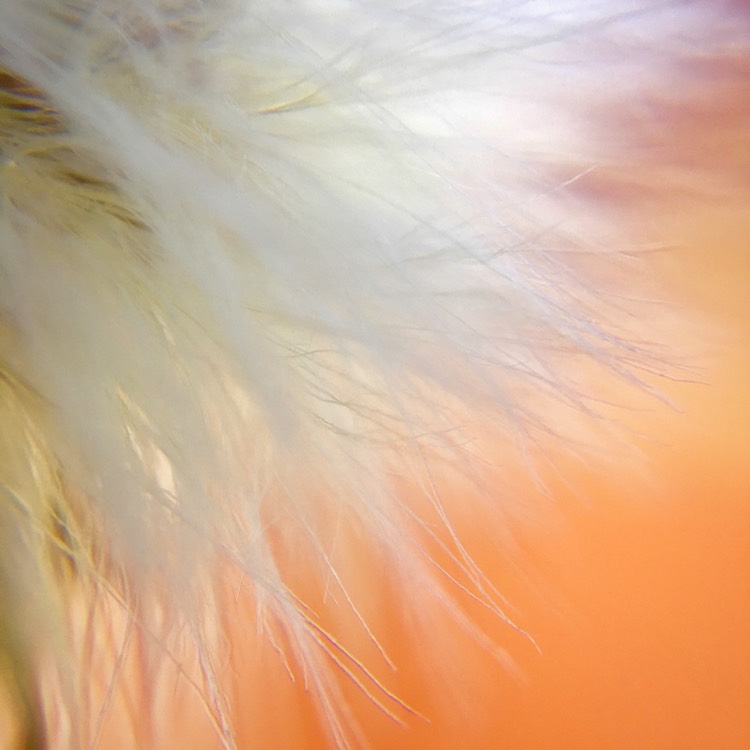 plant image 490897