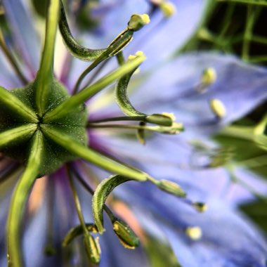 Nigella