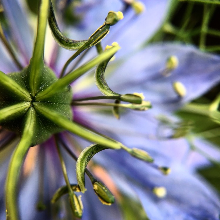 plant image 494076