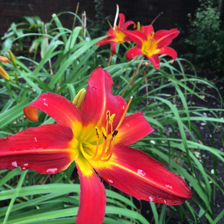 Plant image Hemerocallis 'Donna Mead'