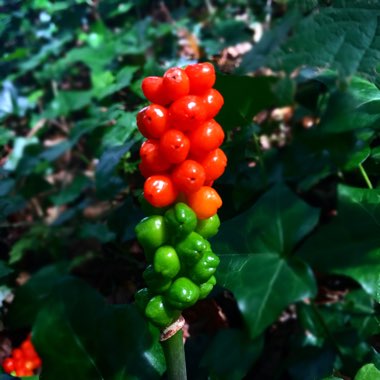 Arum italicum