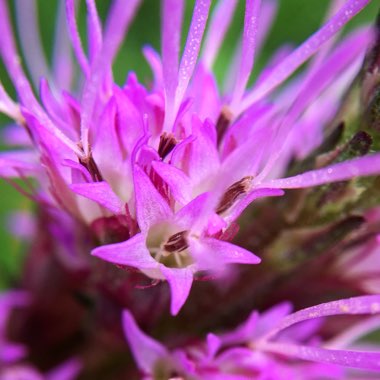Liatris spicata