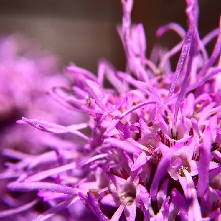 plant image 518035