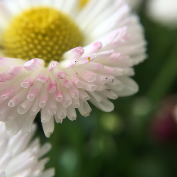 Plant image Bellis Perennis