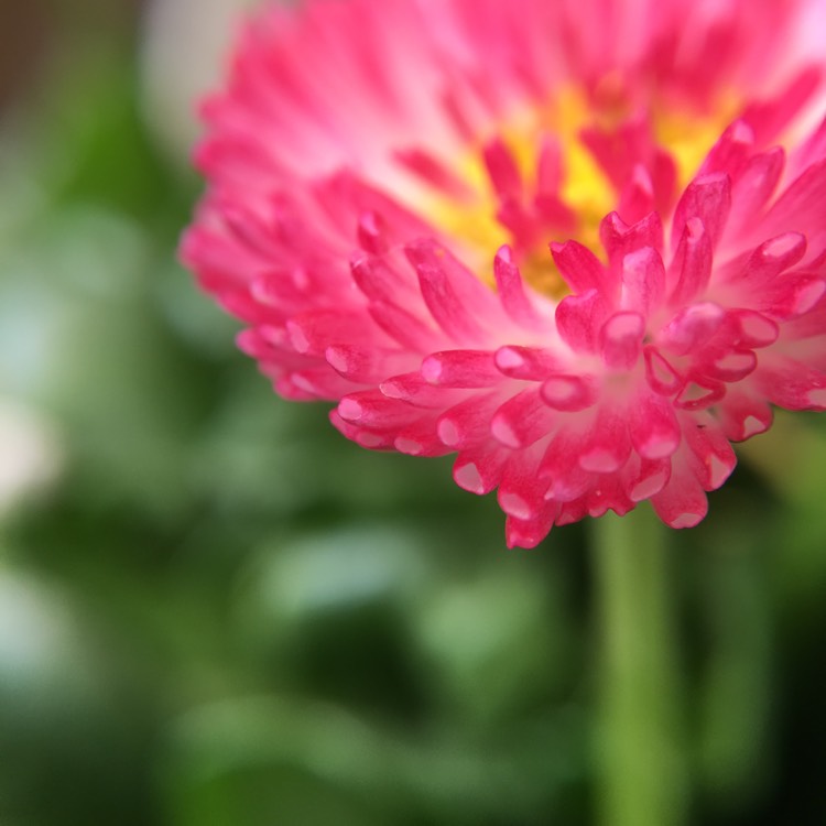 Plant image Bellis Perennis