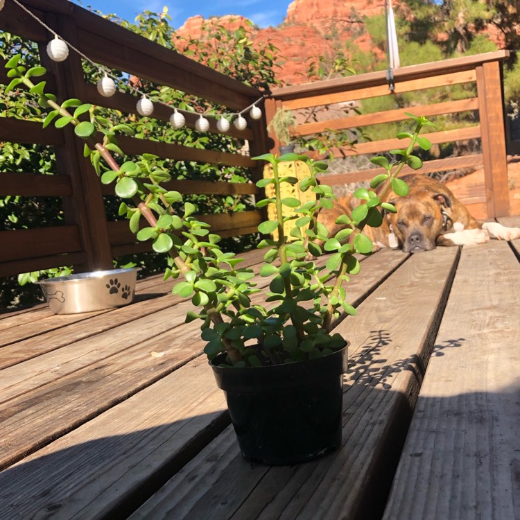 plant image 1233791