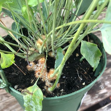 Phlebodium aureum