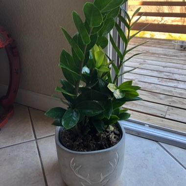 Zamioculcas zamiifolia