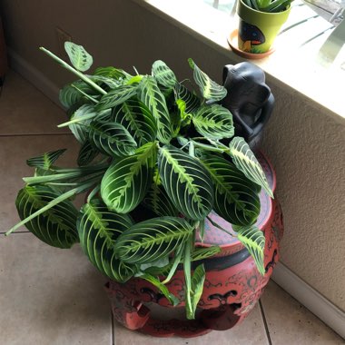 Lemon Lime Prayer Plant
