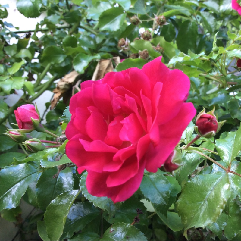 plant image 164710