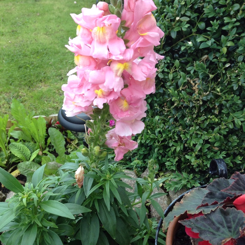 Plant image Antirrhinum majus 'Peaches And Cream'