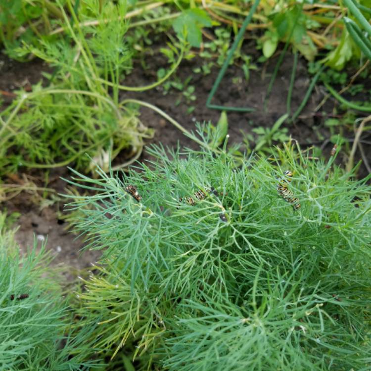plant image 428227 plant image 428227