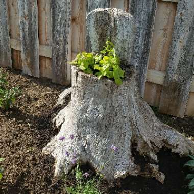 Ipomoea Batatas 'Sweet Caroline Green'