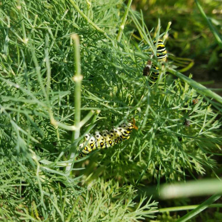 plant image 433033 plant image 433033