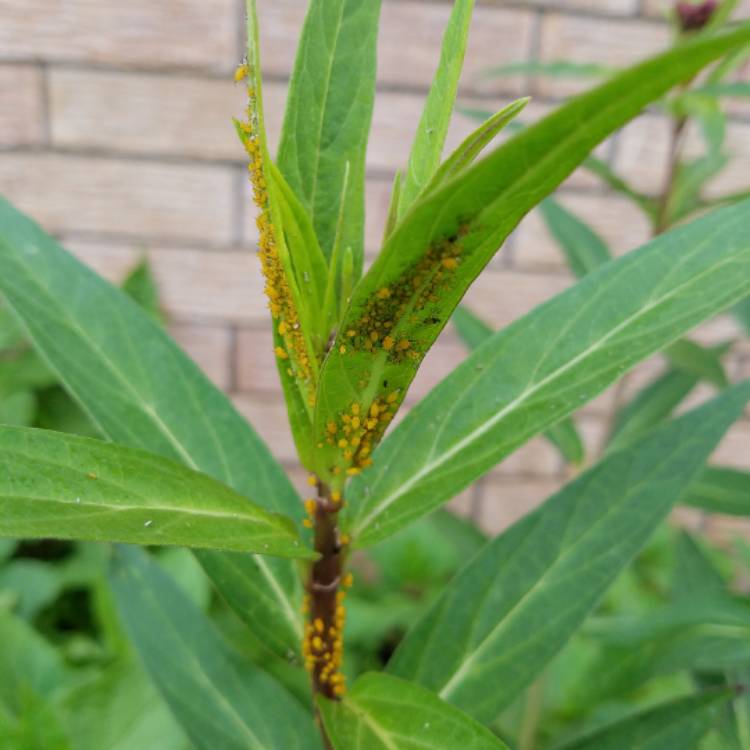 plant image 433997
